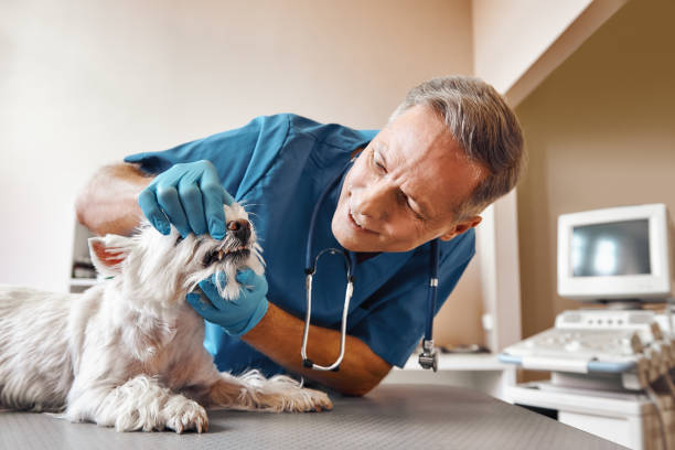 Best Walk-In Emergency Dentist in Lake Of The Woods, IL